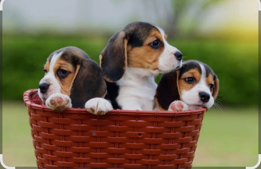 Beagle puppy