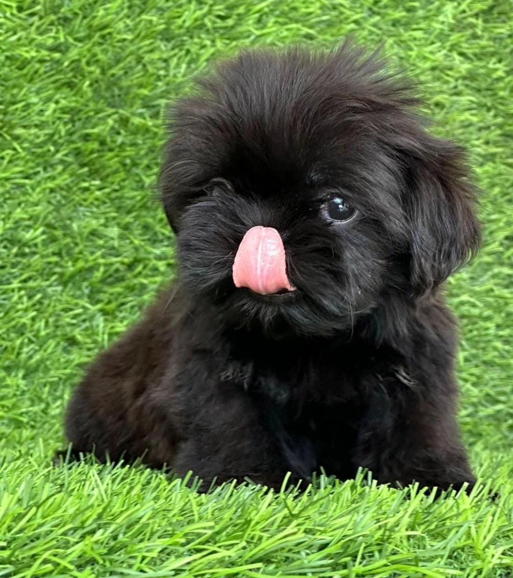 Black Shih Tzu puppy