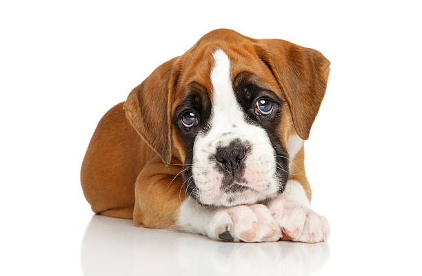 Boxer puppy