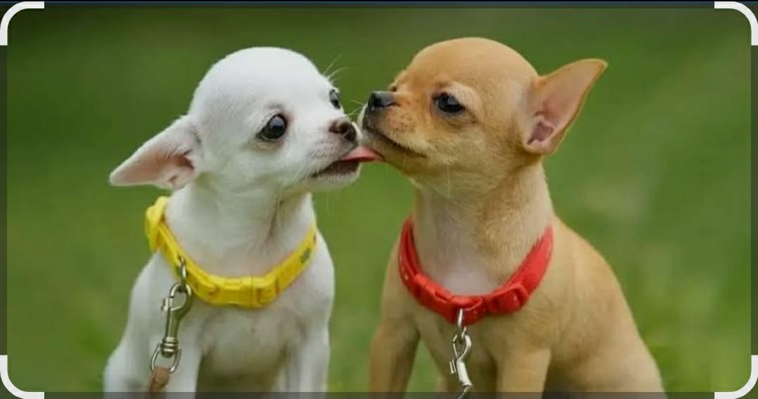Chihuahua puppy