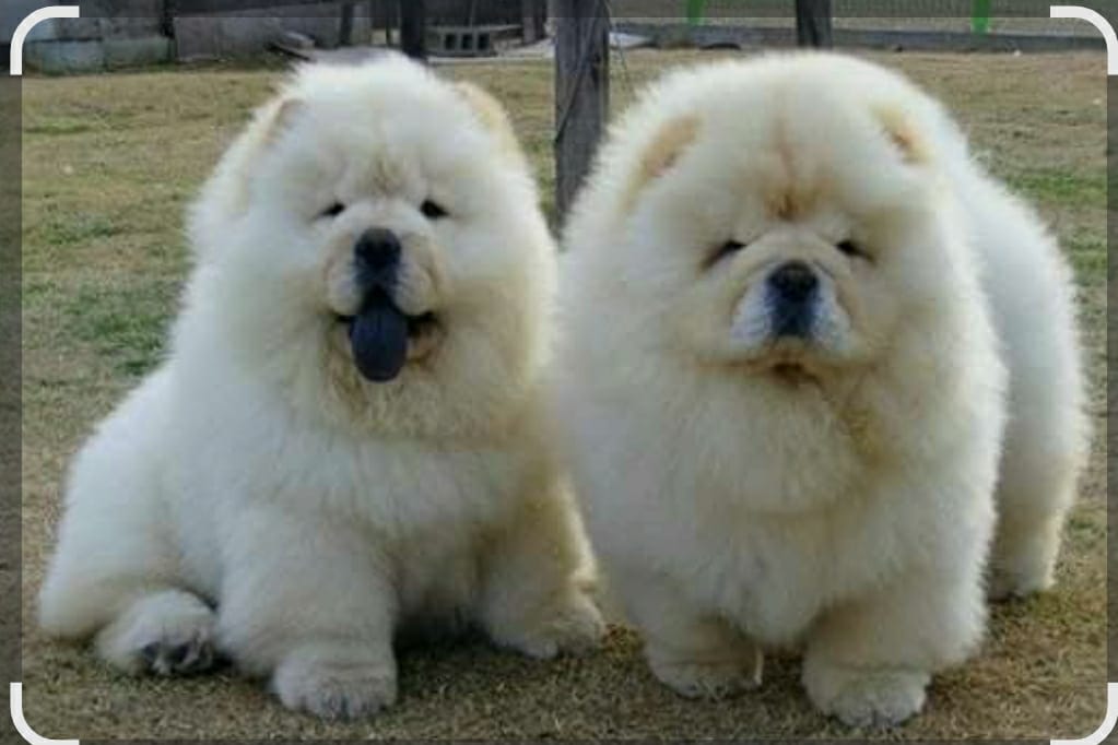 Chow Chow puppy