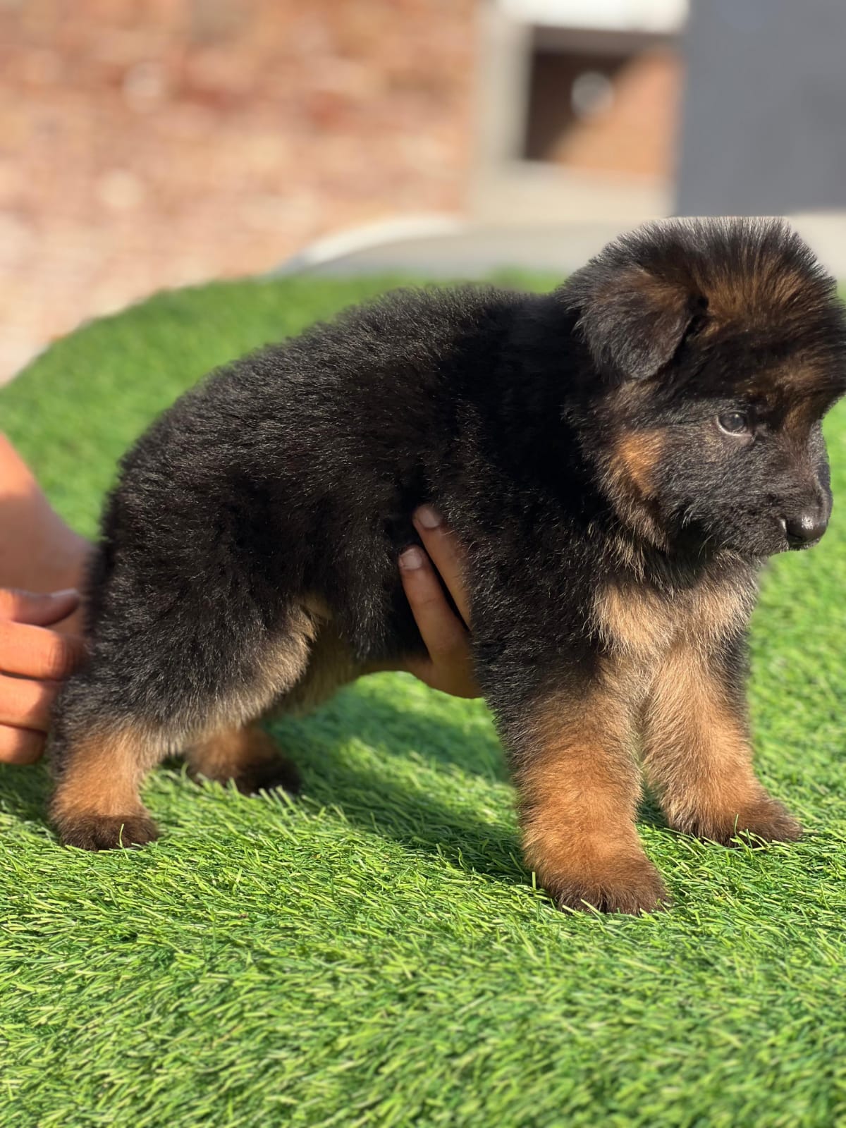 German Shepherd puppy