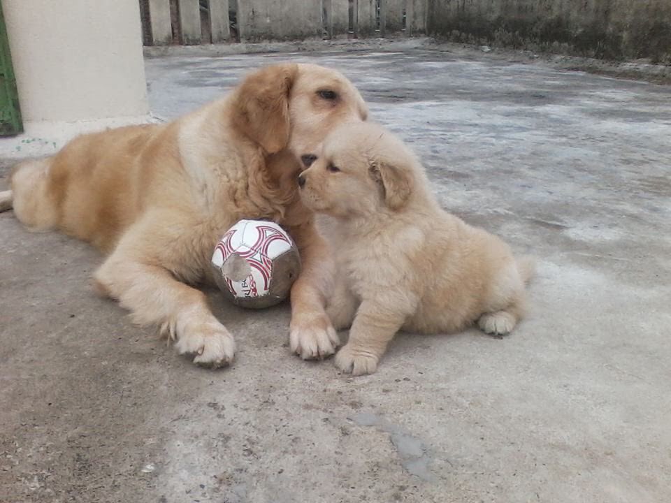 Golden Retriever puppy