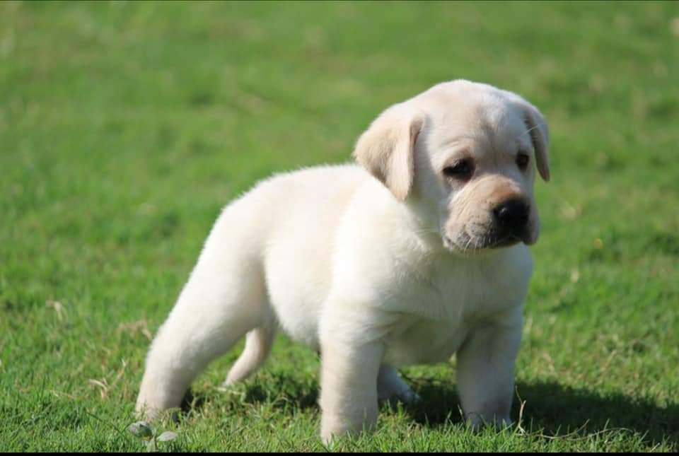 Labrador puppy