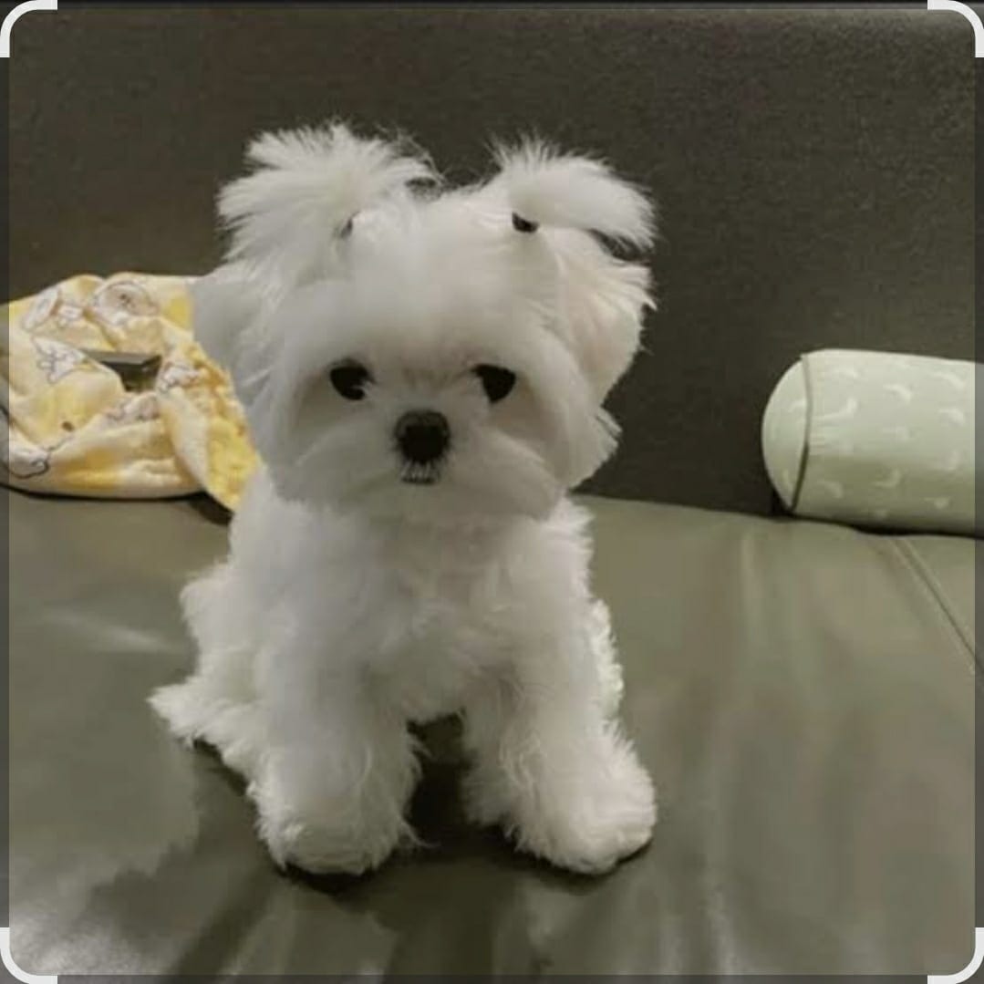 Maltese puppy