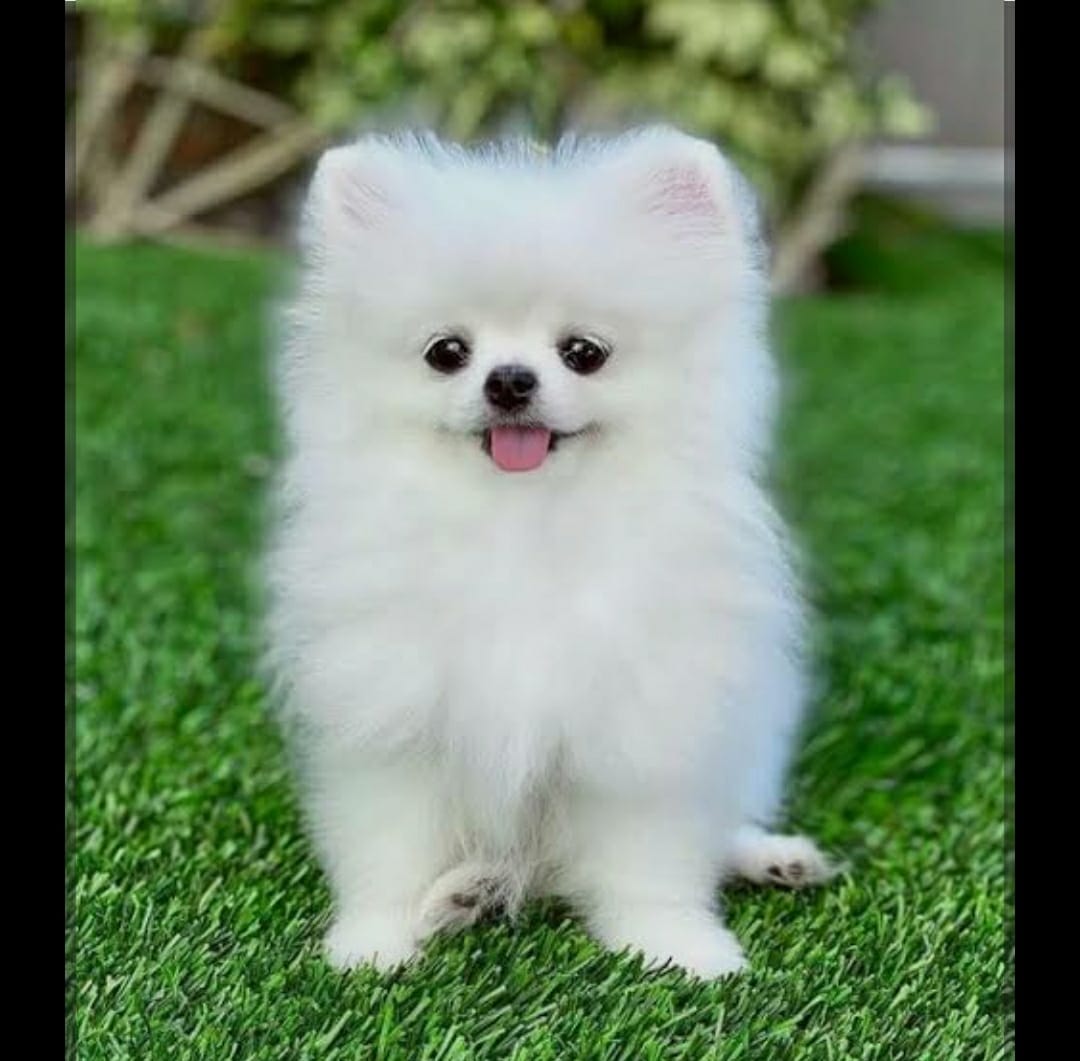 Pomeranian puppy
