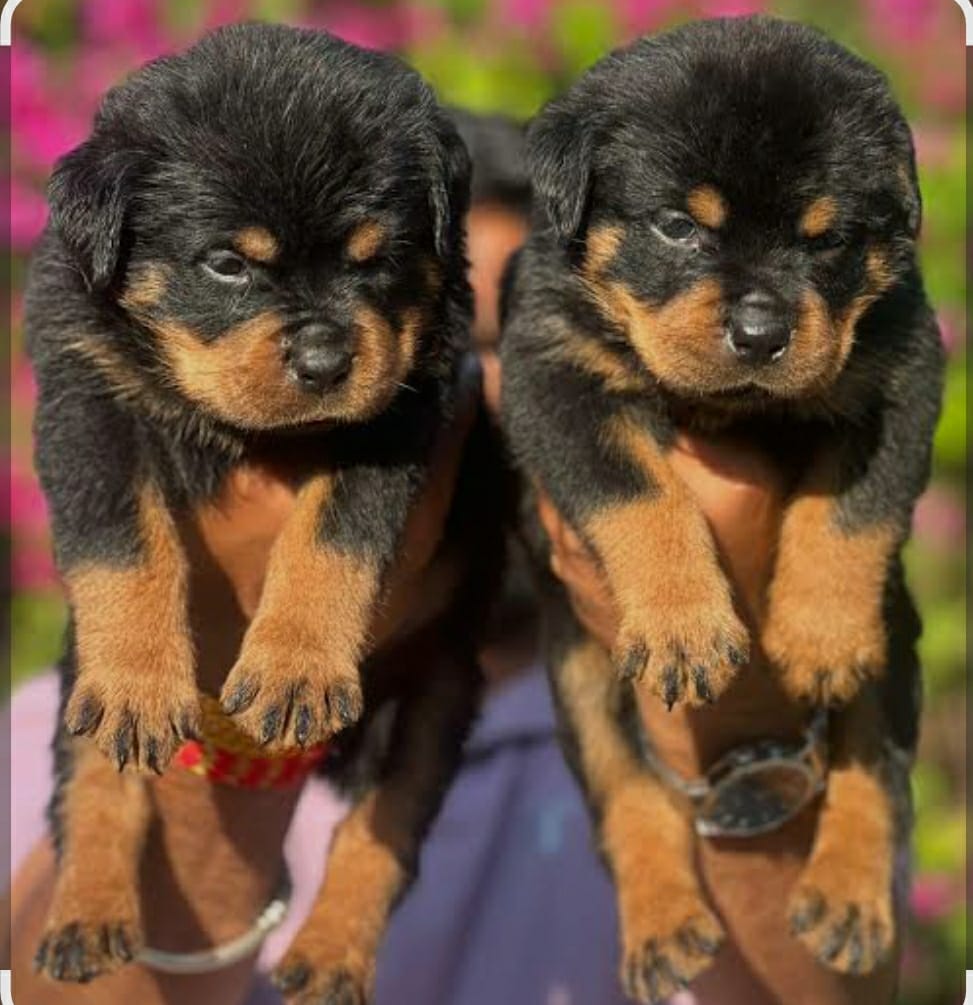 Rottweiler puppy