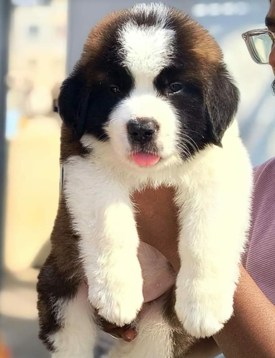 Saint Bernard puppy
