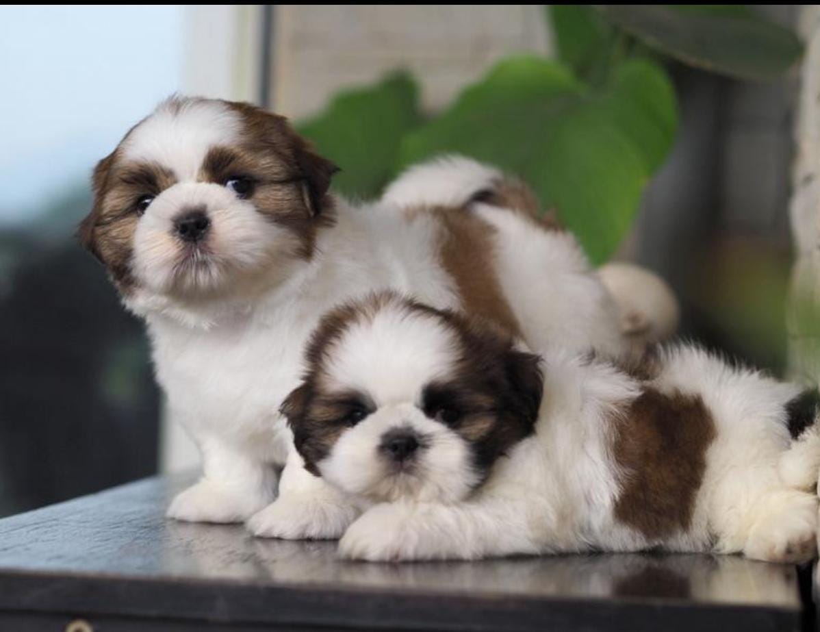 Shih Tzu puppy