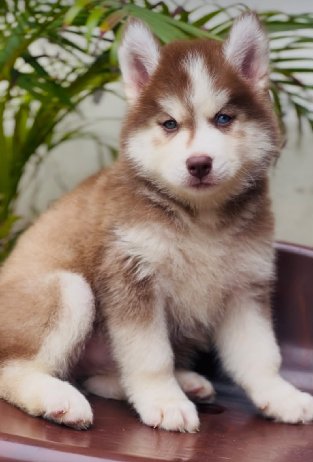 Siberian Husky puppy