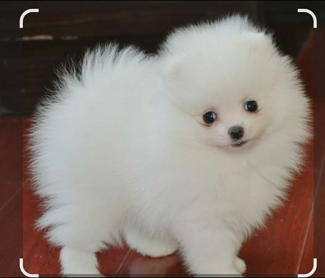 Toy Pom puppy