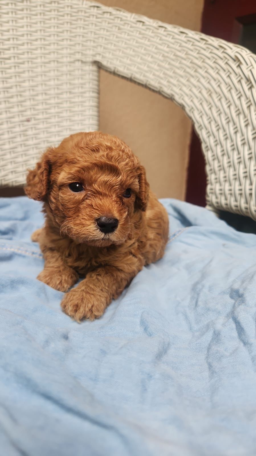 Toy Poodle puppy