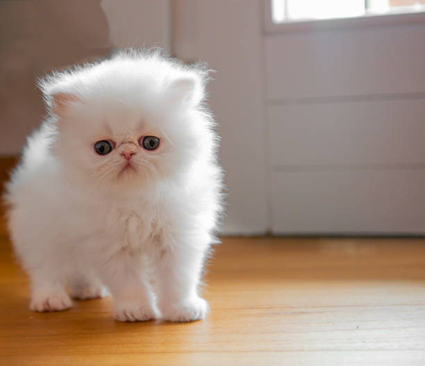Kitten
