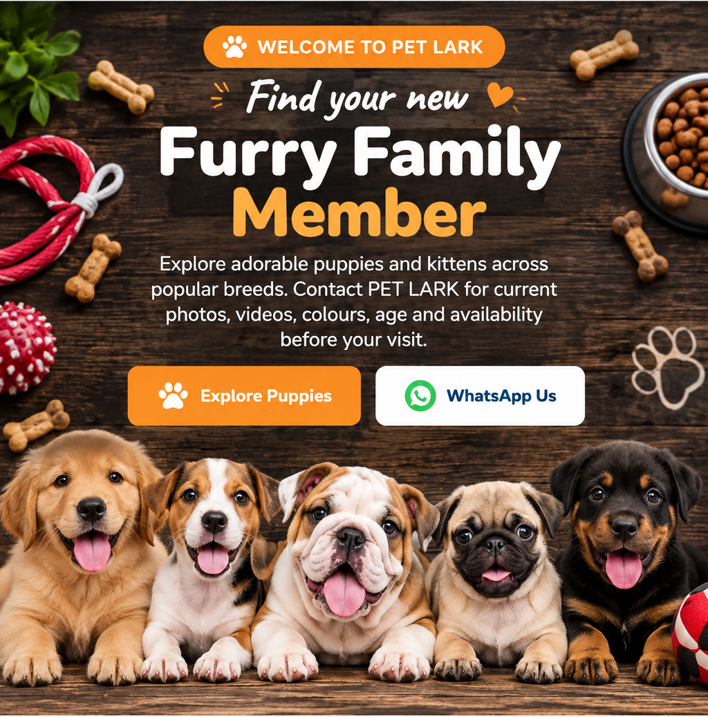 PET LARK puppies and kittens banner